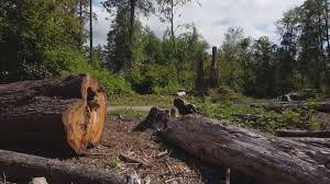 Best Storm Damage Tree Cleanup  in St Marys, GA